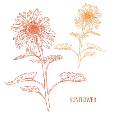 el çizilmiş çiçek kroki