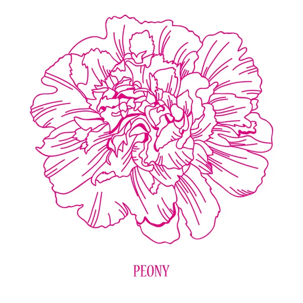 el çizilmiş çiçek kroki