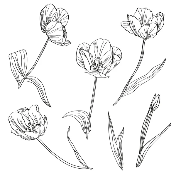 Set de tulipes dessinées à la main — Image vectorielle