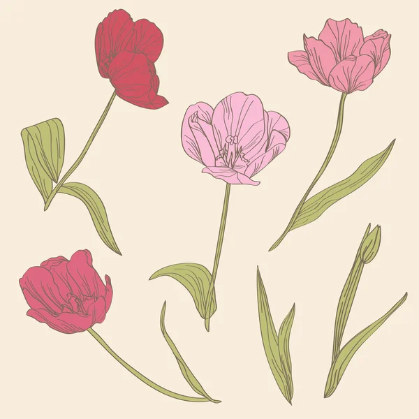 Conjunto de tulipanes decorativos — Vector de stock