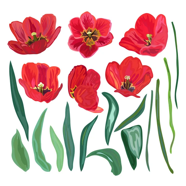 Kırmızı lale seti