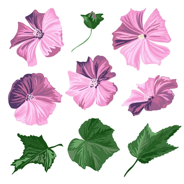 Hibiscus flowers set — Stock Vector