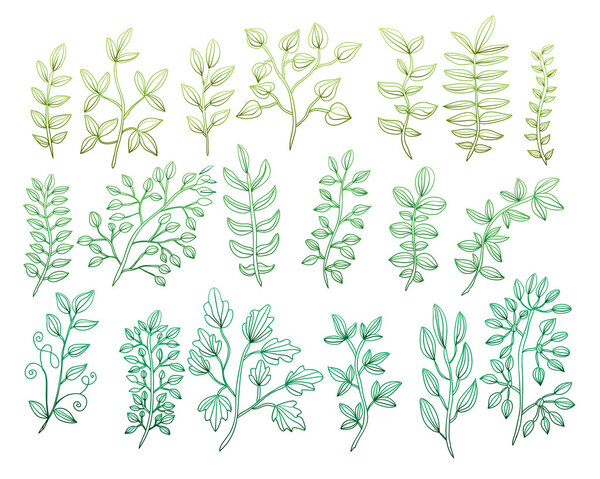 hand drawn floral elements set