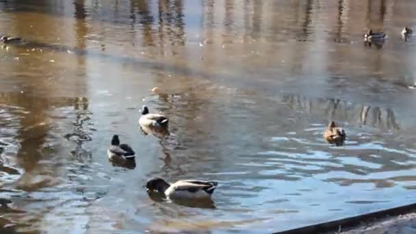 Bebek berenang di kolam. — Stok Video