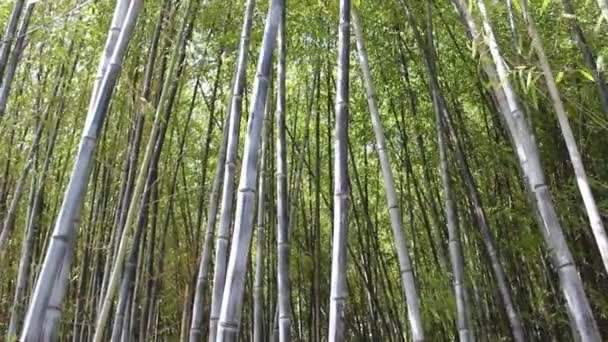 Güzel bambu ormanı — Stok video
