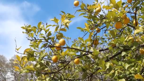 Лимонное дерево с фруктами — стоковое видео