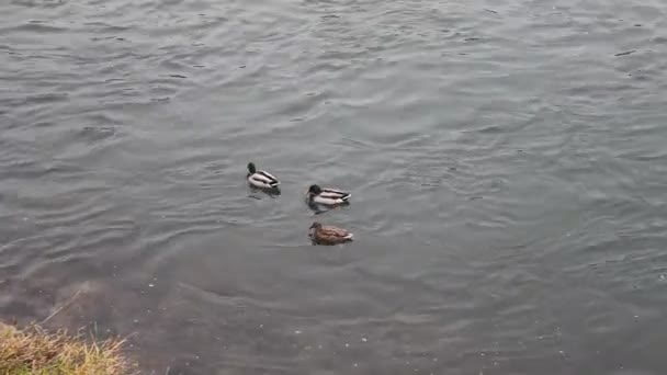 Patos nadando no rio — Vídeo de Stock