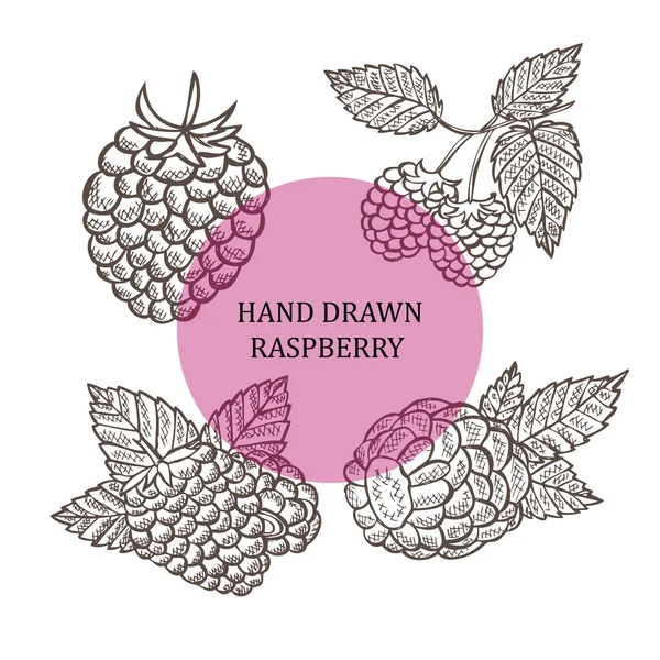 Frutas de frambuesa dibujadas a mano — Vector de stock
