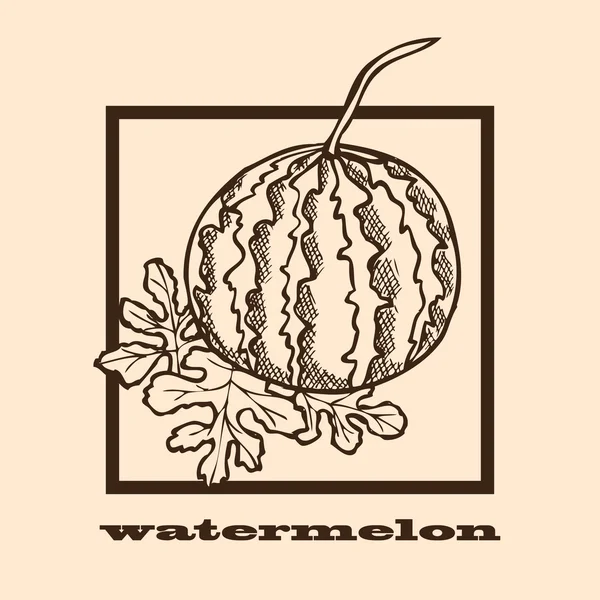 Handgezeichnete Wassermelone — Stockvektor
