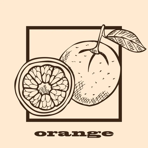 Hand drawn oranges — Stock Vector