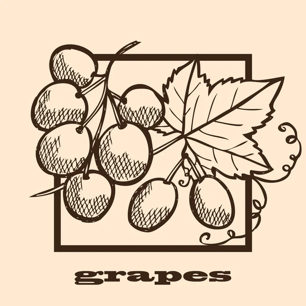 手工绘制的葡萄 — 图库矢量图片