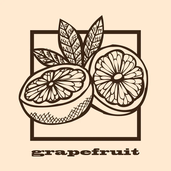 Handgezeichnete Grapefruits — Stockvektor