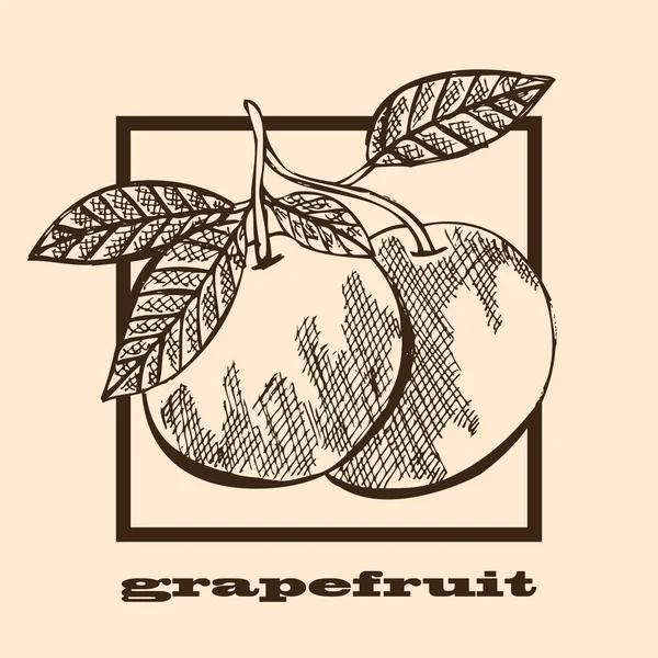 Handgezeichnete Grapefruits — Stockvektor