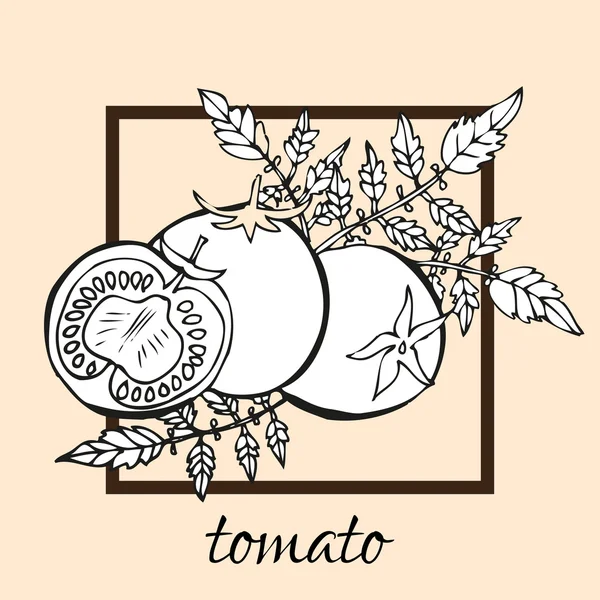 Ručně tažené rajčata — Stockový vektor