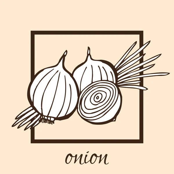 Hand drawn onion — Stock Vector