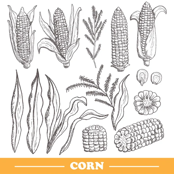 Hand drawn corns set — Stock Vector