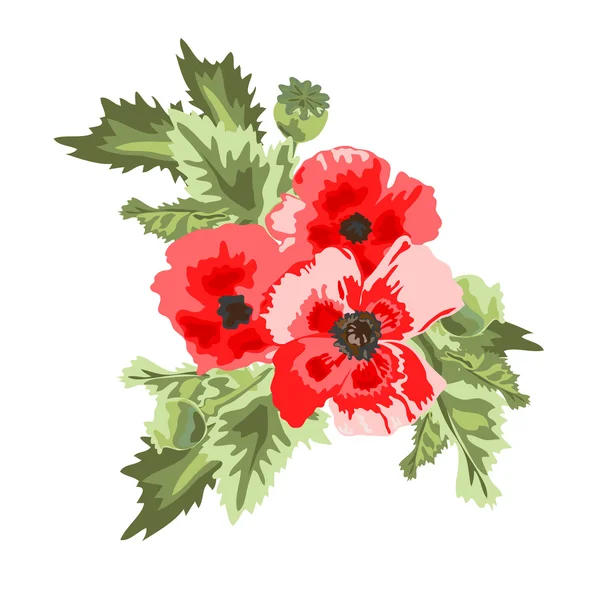 Bouquet floral de pavot — Image vectorielle