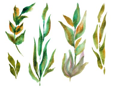 Dekoratif suluboya yapraklar, tasarım elementleri. Kartlar, davetiyeler, afişler, posterler, baskı tasarımı için kullanılabilir. Suluboya çiçek arkaplanı