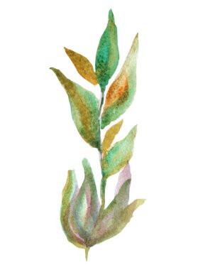 Dekoratif suluboya yapraklar, tasarım elementleri. Kartlar, davetiyeler, afişler, posterler, baskı tasarımı için kullanılabilir. Suluboya çiçek arkaplanı