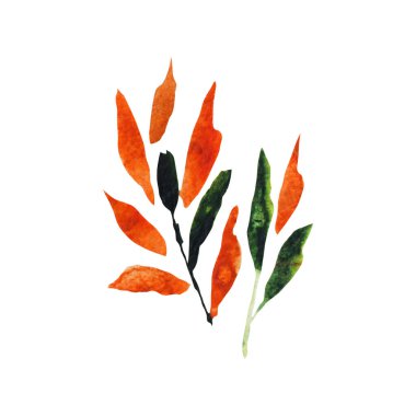 Dekoratif suluboya yapraklar, tasarım elementleri. Kartlar, davetiyeler, afişler, posterler, baskı tasarımı için kullanılabilir. Suluboya çiçek arkaplanı