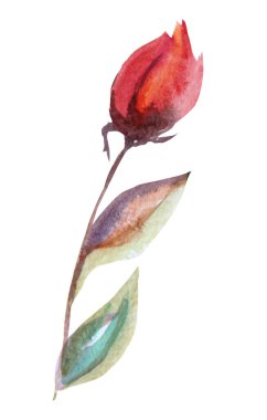 Süslü suluboya gül çiçeği tırnağı, tasarım elementi. Kartlar, davetiyeler, afişler, posterler, baskı tasarımı için kullanılabilir. Suluboya çiçek arkaplanı