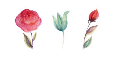 Süslü suluboya güller ve lale çiçekleri, tasarım elementleri. Kartlar, davetiyeler, afişler, posterler, baskı tasarımı için kullanılabilir. Suluboya çiçek arkaplanı