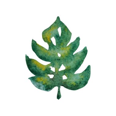 Dekoratif suluboya canavar yaprağı klipsi, tasarım elementi. Kartlar, davetiyeler, afişler, posterler, baskı tasarımı için kullanılabilir. Suluboya çiçek arkaplanı