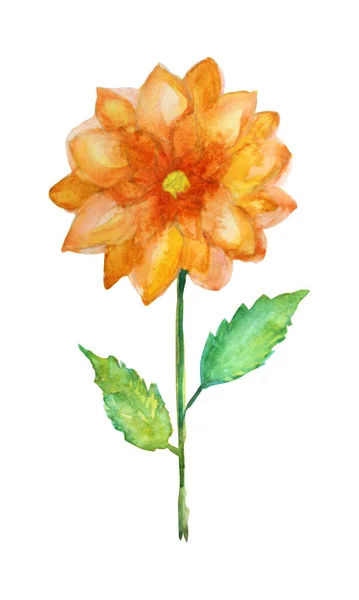 Decoratieve Aquarel Dahlia Bloem Clipart Design Element Kan Gebruikt Worden — Stockfoto