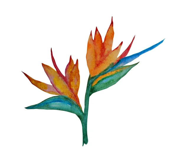 Acuarela Decorativa Strelitzia Flores Clipart Elementos Diseño Puede Utilizar Para —  Fotos de Stock