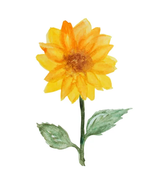 Dekorative Aquarell Sonnenblumen Cliparts Gestaltungselement Kann Für Karten Einladungen Banner — Stockfoto