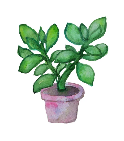 Succulents Décoratifs Aquarelle Dans Clipart Pot Éléments Conception Peut Être — Photo