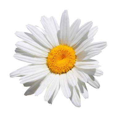 Beyaz arka planda izole edilmiş güzel papatya çiçekleri. Doğal çiçek geçmişi var. Çiçek tasarım ögesi