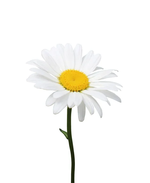 Όμορφα Λουλούδια Χαμομηλιού Απομονωμένα Λευκό Φόντο Φυσικό Φόντο Λουλουδιών Στοιχείο — Φωτογραφία Αρχείου