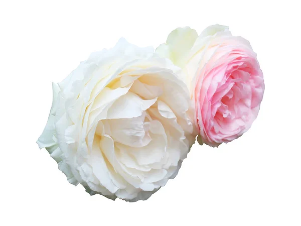 Schöne Rosa Rosenblüten Isoliert Auf Weißem Hintergrund Natürlicher Floraler Hintergrund — Stockfoto