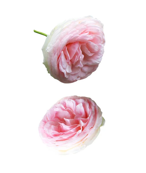 Beyaz Arka Planda Izole Edilmiş Güzel Pembe Gül Çiçekleri Doğal — Stok fotoğraf