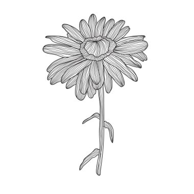 Decorative chamomile daisy flower, design element. Can be used for cards, invitations, banners, posters, print design. Floral background in line art style