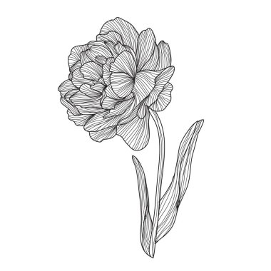 Dekoratif Lale çiçek, tasarım öğesi. Tasarımını yazdırma, kartları, davetiyeleri, afişler, posterler için kullanılabilir. Çiçek arka planda satır sanat tarzı