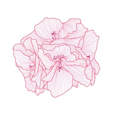 Decorative geranium  flower, design element. Can be used for cards, invitations, banners, posters, print design. Floral background in line art style