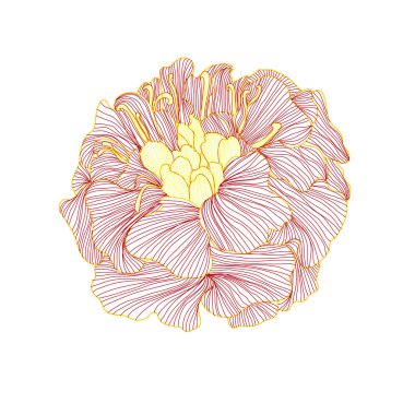 Dekoratif kadife çiçeği çiçek, tasarım öğesi. Tasarımını yazdırma, kartları, davetiyeleri, afişler, posterler için kullanılabilir. Çiçek arka planda satır sanat tarzı