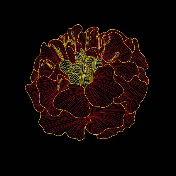 Διακοσμητικά Marigold Λουλούδι Στοιχείο Του Σχεδιασμού Μπορεί Χρησιμοποιηθεί Για Κάρτες — Διανυσματικό Αρχείο