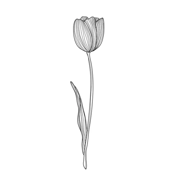 Flor Tulipa Decorativa Elemento Design Pode Ser Usado Para Cartões — Vetor de Stock