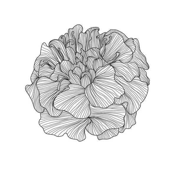 Dekoratif Kadife Çiçeği Çiçek Tasarım Öğesi Tasarımını Yazdırma Kartları Davetiyeleri — Stok Vektör
