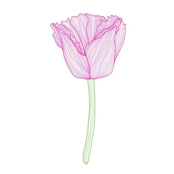 Flor Tulipa Decorativa Elemento Design Pode Ser Usado Para Cartões —  Vetores de Stock