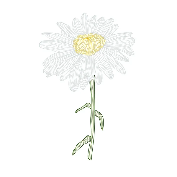 Decorative Chamomile Daisy Flower Design Element Can Used Cards Invitations — Vector de stock