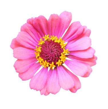 Beyaz arka planda izole edilmiş güzel pembe zinnia çiçeği. Doğal çiçek geçmişi var. Çiçek tasarım ögesi