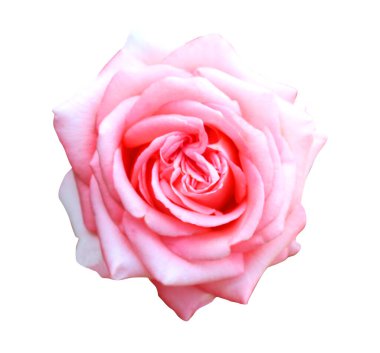 Beyaz arka planda izole edilmiş güzel pembe gül çiçeği. Doğal çiçek geçmişi var. Çiçek tasarım ögesi