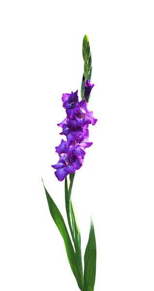 Vackra Violetta Gladiolus Blommor Isolerad Vit Bakgrund Naturlig Blommig Bakgrund — Stockfoto