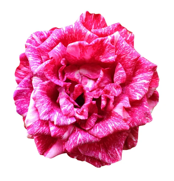 Krásná Růžová Růže Květiny Izolované Bílém Pozadí Přírodní Květinové Pozadí — Stock fotografie