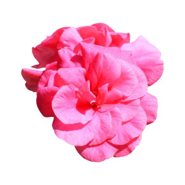 Beyaz arka planda izole edilmiş güzel pembe sardunya çiçekleri. Doğal çiçek geçmişi var. Çiçek tasarım ögesi