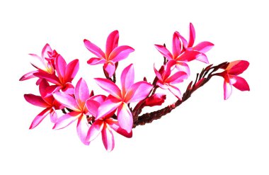 Beyaz arka planda izole edilmiş güzel plumeria çiçekleri. Doğal çiçek geçmişi var. Çiçek tasarım ögesi